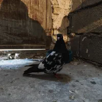 کبوتر|پرنده|مسجد سلیمان, |دیوار