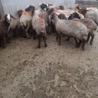 ۱۸ تا میش داشتی با ۱۸ بره قیمت توافقی