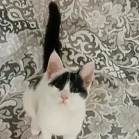 دو گربه رایگان|گربه|پاکدشت, پاکدشت (مامازند)|دیوار