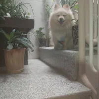 پامر ماده کرم رنگ فوری