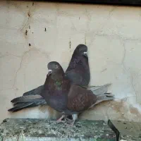 کبوتر جفت تهرانی سرخ|پرنده|خاش, |دیوار