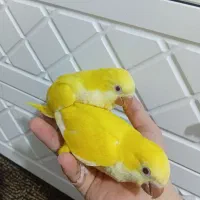 راهب جفت