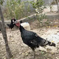 بوقلمون ارگانیک|حیوانات مزرعه|شهریار, شهرک امیریه|دیوار