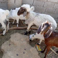 گوسفند فروشی