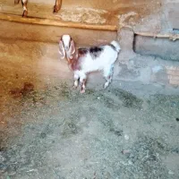 سلام بز ماده