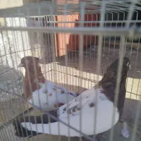 جفت سینه قهوای تخم جوجه ای ،|پرنده|کرمان, |دیوار