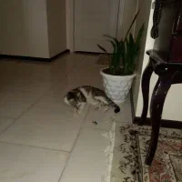 واگذاری حیوان