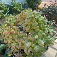 گیاه بونسای