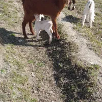 بزبزغاله|حیوانات مزرعه|مشهد, کلاته برفی|دیوار