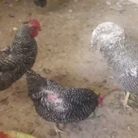 مرغ و خروس امروک