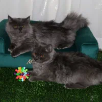 گربه نژاد اسکاتیش ۵ ماهه|گربه|قوچان, |دیوار