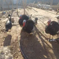 فروش بوقلمون محلی  نر