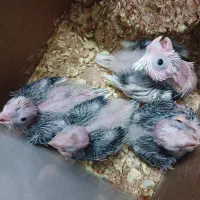 جوجه البینو پدر مادر ابلاغ.