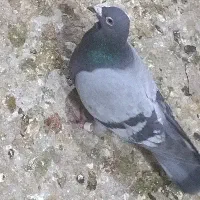 کفتر بوم|پرنده|مشهد, کوشش|دیوار