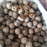 گردو پوست کاغذی امساله