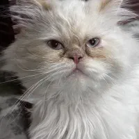 دو گربه پرشین ۵ماهه شیرین