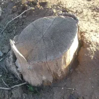 چوب گردو|خدمات باغبانی و درختکاری|نیشابور, فضل|دیوار