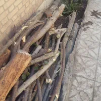 ارس وبریدن درختهای تنومندوپوسیده