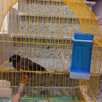 مرغ مینا سخنگو