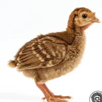 بوقلمو سه روزه موجود هست