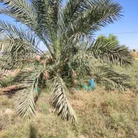 خدمات باغبانی و نخل|خدمات باغبانی و درختکاری|اهواز, بهارستان|دیوار
