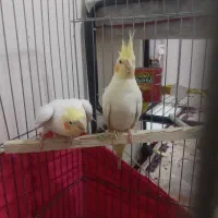 جفت عروس هلندی لوتینو