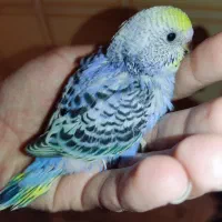 جوجه مرغ عشق رینبو رنگین کمانی سرلاکی