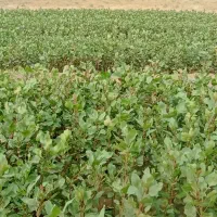 فروش نهال پسته