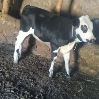گوساله سومینتال