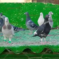 کفتر|پرنده|مشهد, بهارستان|دیوار