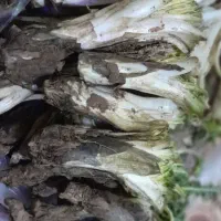 کنگر تازه