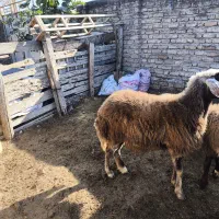 یک عدد توقلی|حیوانات مزرعه|گمیشان, |دیوار