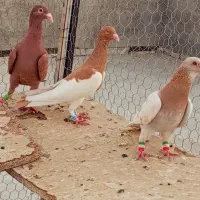 کفترو پلاکی پرشی|پرنده|شیراز, داریون|دیوار