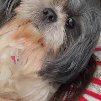 شیتزو|سگ|ابهر, |دیوار