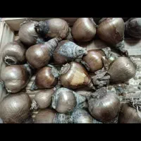 پیاز گل نرگس شهلا|گل و گیاه طبیعی|بهبهان, |دیوار