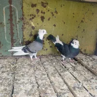 کبوتر فروشی