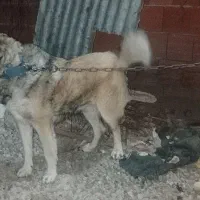 سگ نگهبان جلب ضمانتی گیرندگی|سگ|فاضل آباد, |دیوار