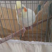 عروس هلندی نر شاتخم ۴ماهه.رامه رام