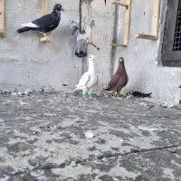 پرنده|پرنده|جغتای, |دیوار