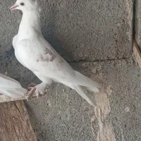 کبوتر گره ودرجاوجوجه گره|پرنده|بندرعباس, |دیوار