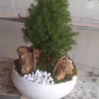 پخش تک و عمده بنسای های مختلف