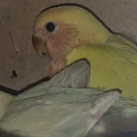 کوتوله برزیلی جوجه|پرنده|اصفهان, سرچشمه|دیوار