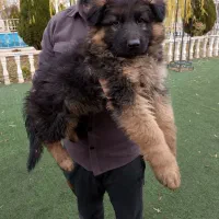 توله ژرمن کینگ سایز ۶۰روزه