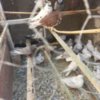 کفتر|پرنده|آران و بیدگل, |دیوار