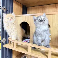 بچه گربه بریتیش موبلند