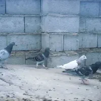 مسافتی|پرنده|گمیشان, |دیوار