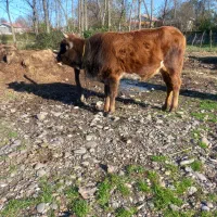 گاو لیشه دو دندان