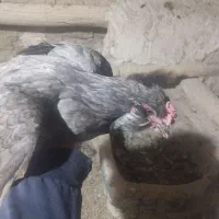 مرغ و خروس گلین|حیوانات مزرعه|کمیجان, |دیوار