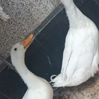 اردک