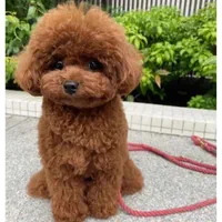 پودل مییاتوری(توی و رد)